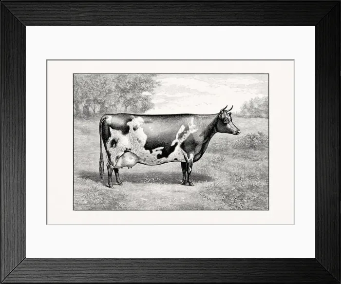 Framed Print : Ayshire Cattle, Vintage cattle illustration of a cow from an 1887 livestock book Framed Print : Ayshire Cattle, Vintage cattle illustration of a cow from an 1887 livestock book