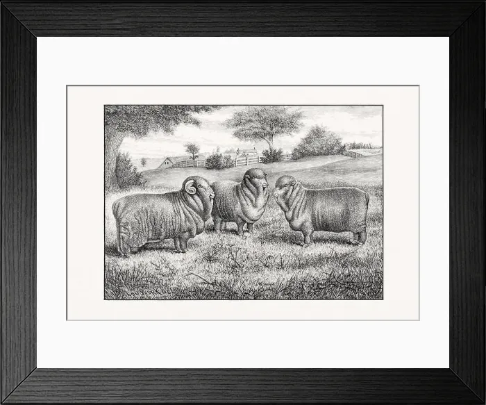 Framed Print : Antique sheep illustration from an 1887 livestock book Framed Print : Antique sheep illustration from an 1887 livestock book