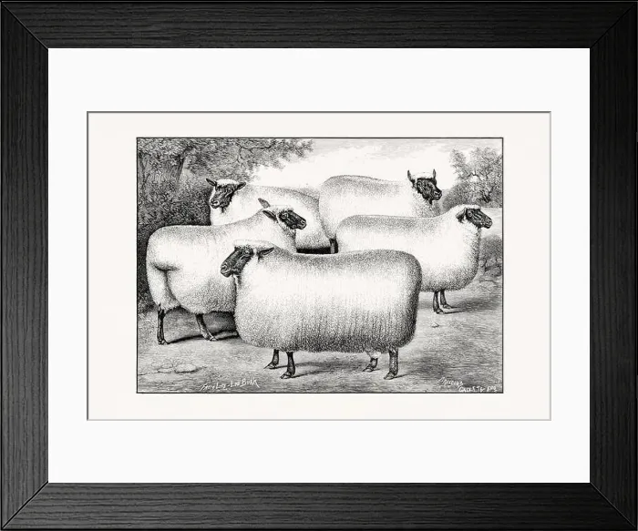 Framed Print : Antique sheep illustration from an 1887 livestock book Framed Print : Antique sheep illustration from an 1887 livestock book