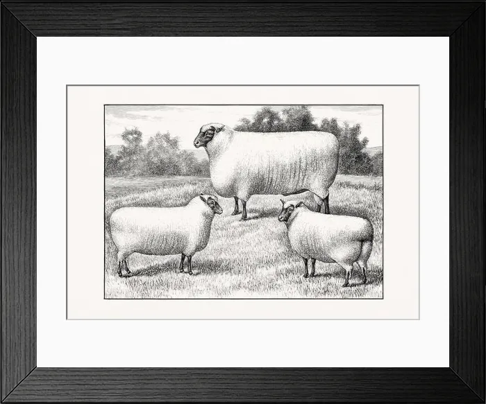Framed Print : Antique sheep illustration from an 1887 livestock book Framed Print : Antique sheep illustration from an 1887 livestock book