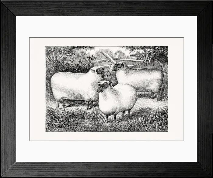Framed Print : Antique sheep illustration from an 1887 livestock book