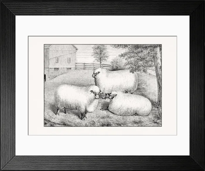Framed Print : Antique sheep illustration from an 1887 livestock book Framed Print : Antique sheep illustration from an 1887 livestock book