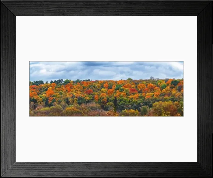 Framed Print : Panorama tops of colorful bright trees in autumn forest. Red yellow green orange colors of autumn mood Framed Print : Panorama tops of colorful bright trees in autumn forest. Red yellow green orange colors of autumn mood