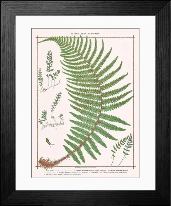 Framed Print : Vintage botanical illustration of ferns from a British botanical book Framed Print : Vintage botanical illustration of ferns from a British botanical book