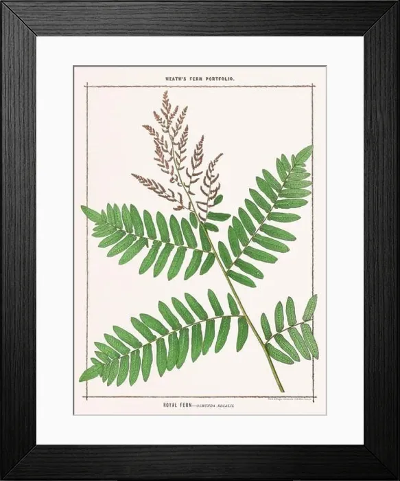 Framed Print : Vintage botanical illustration of ferns from a British botanical book