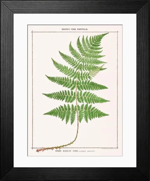 Framed Print : Vintage botanical illustration of ferns from a British botanical book Framed Print : Vintage botanical illustration of ferns from a British botanical book