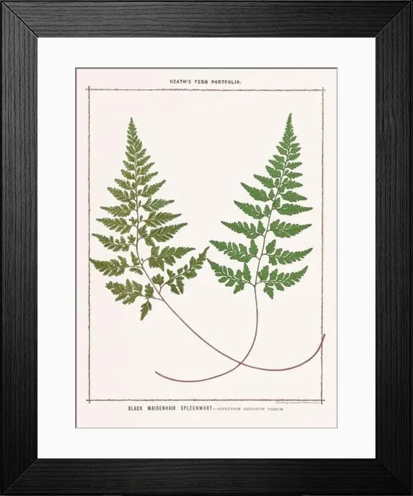 Framed Print : Vintage botanical illustration of ferns from a British botanical book Framed Print : Vintage botanical illustration of ferns from a British botanical book