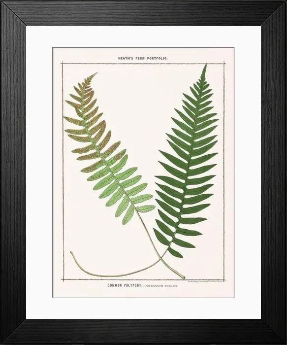 Framed Print : Vintage botanical illustration of ferns from a British botanical book Framed Print : Vintage botanical illustration of ferns from a British botanical book