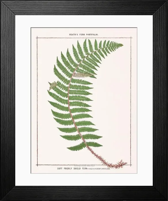 Framed Print : Vintage botanical illustration of ferns from a British botanical book Framed Print : Vintage botanical illustration of ferns from a British botanical book