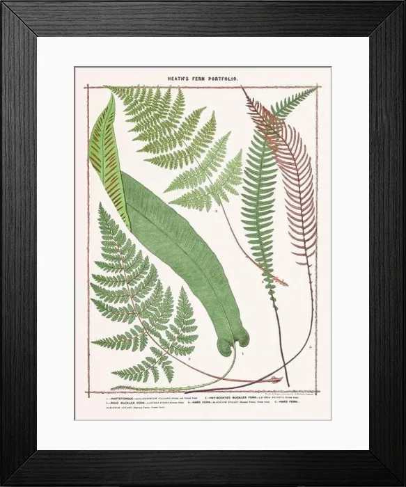 Framed Print : Vintage botanical illustration of ferns from a British botanical book Framed Print : Vintage botanical illustration of ferns from a British botanical book