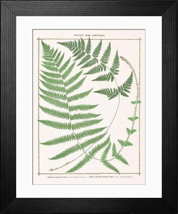 Framed Print : Vintage botanical illustration of ferns from a British botanical book Framed Print : Vintage botanical illustration of ferns from a British botanical book