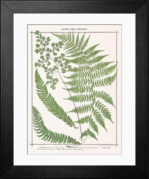 Framed Print : Vintage botanical illustration of ferns from a British botanical book