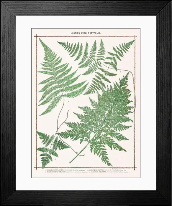 Framed Print : Vintage botanical illustration of ferns from a British botanical book Framed Print : Vintage botanical illustration of ferns from a British botanical book