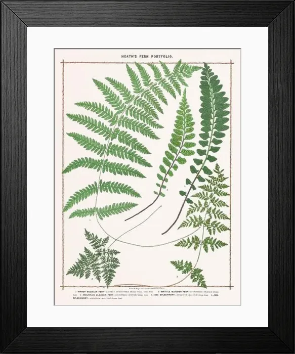 Framed Print : Vintage botanical illustration of ferns from a British botanical book
