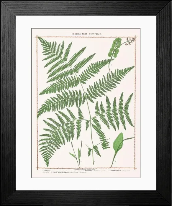 Framed Print : Vintage botanical illustration of ferns from a British botanical book Framed Print : Vintage botanical illustration of ferns from a British botanical book