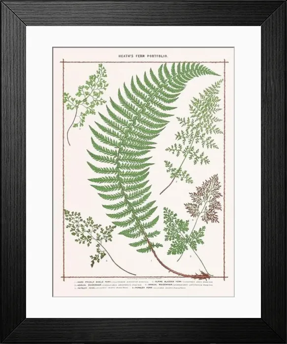 Framed Print : Vintage botanical illustration of ferns from a British botanical book Framed Print : Vintage botanical illustration of ferns from a British botanical book