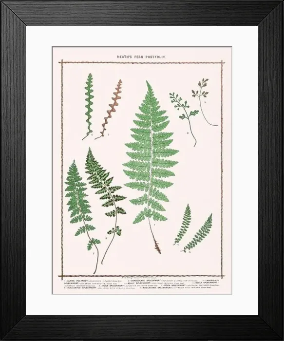 Framed Print : Vintage botanical illustration of ferns from a British botanical book Framed Print : Vintage botanical illustration of ferns from a British botanical book