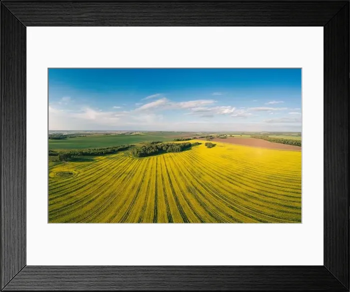 Framed Print : Aerial panorama of expansive, vibrant yellow canola fields in full bloom Framed Print : Aerial panorama of expansive, vibrant yellow canola fields in full bloom