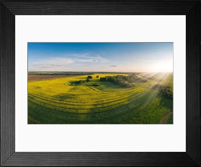 Framed Print : Aerial panorama of expansive, vibrant yellow canola fields in full bloom Framed Print : Aerial panorama of expansive, vibrant yellow canola fields in full bloom