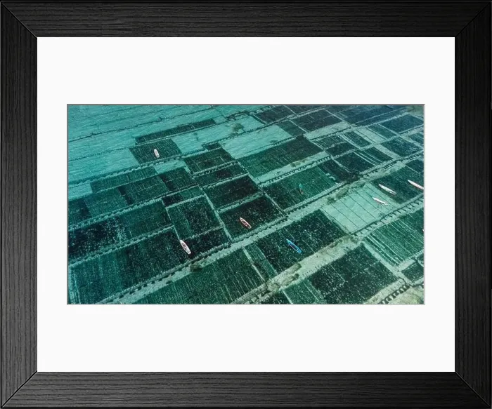 Framed Print : Aerial view of seaweed farm at Lembongan island in Indonesia Framed Print : Aerial view of seaweed farm at Lembongan island in Indonesia