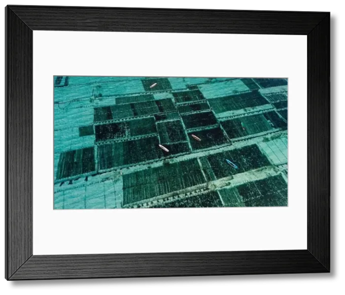 Framed Print : Collecting sea weed at the marine farm of Lembongan island in Indonesia Framed Print : Collecting sea weed at the marine farm of Lembongan island in Indonesia