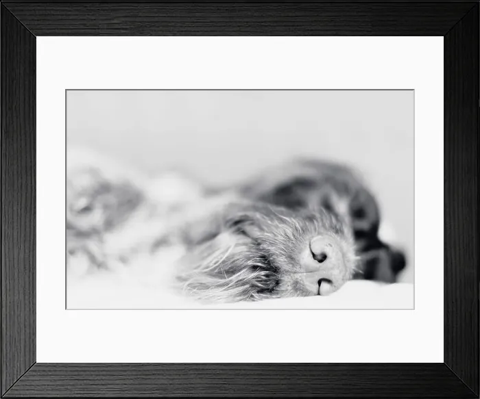 Framed Print : Wire-haired pointer asleep, focus on nose, black and white photo Framed Print : Wire-haired pointer asleep, focus on nose, black and white photo