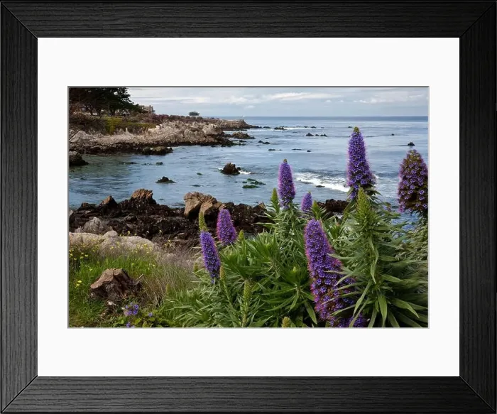 Framed Print : CA02417-00...CALIFORNIA - Colorful flowers blooming along the Monterey waterfront on the shores of Monterey Bay Framed Print : CA02417-00...CALIFORNIA - Colorful flowers blooming along the Monterey waterfront on the shores of Monterey Bay