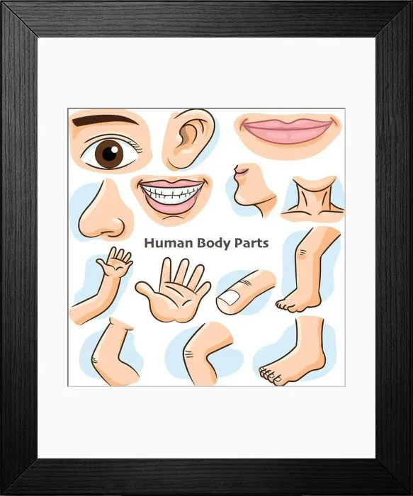 Framed Print : Human body parts, different parts of the body for teaching. Body details, cartoon flat design - Vector Illustration