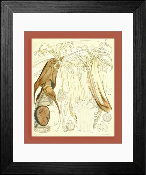 Framed Print : Botanical Print by Walter Hood Fitch 1817 – 1892 Framed Print : Botanical Print by Walter Hood Fitch 1817 – 1892