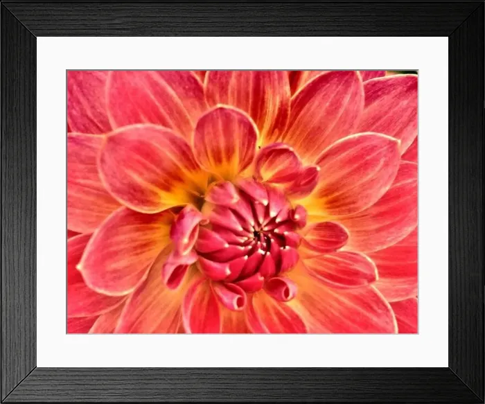 Framed Print : Close up of a dahlia flower Framed Print : Close up of a dahlia flower