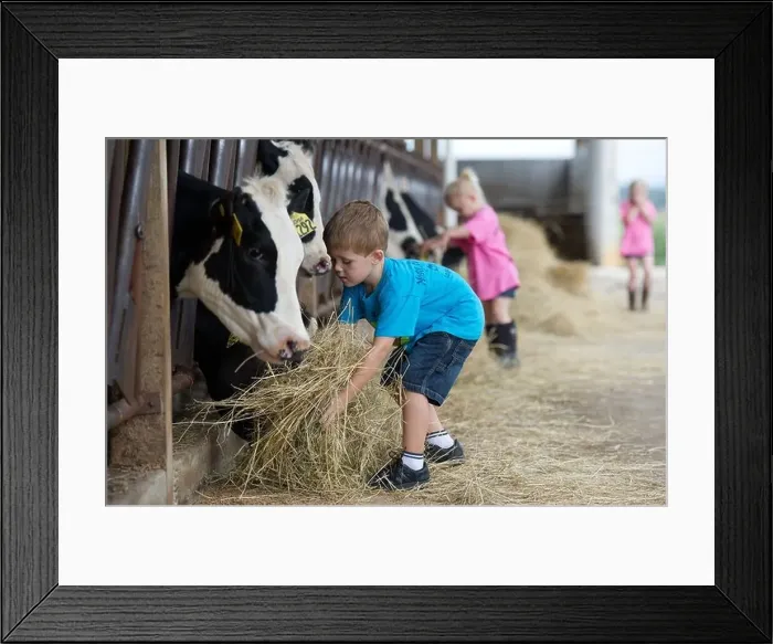 Framed Print : Children feeding dairy cows hay in the barn Framed Print : Children feeding dairy cows hay in the barn