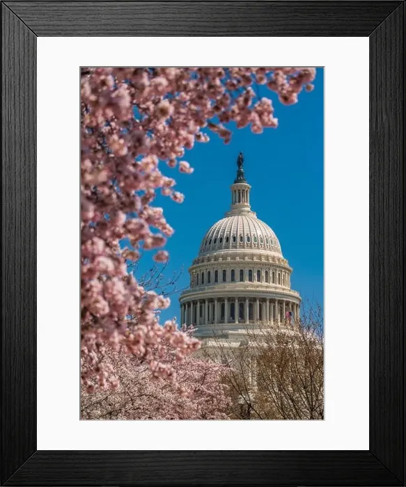 Framed Print : US Capitol Building among springtime tree blossoms Framed Print : US Capitol Building among springtime tree blossoms