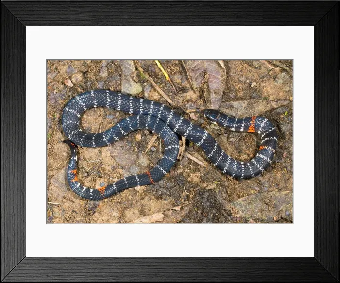 Framed Print : Black Ground Snake (Atractus elaps) This snake is a false coral having bands like a coral snake but is harmless Framed Print : Black Ground Snake (Atractus elaps) This snake is a false coral having bands like a coral snake but is harmless