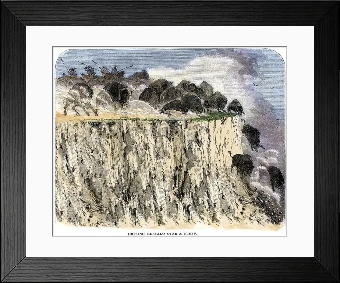 Framed Print : Buffalo herd driven off a cliff by Native American hunters on horseback. Hand-colored woodcut Framed Print : Buffalo herd driven off a cliff by Native American hunters on horseback. Hand-colored woodcut