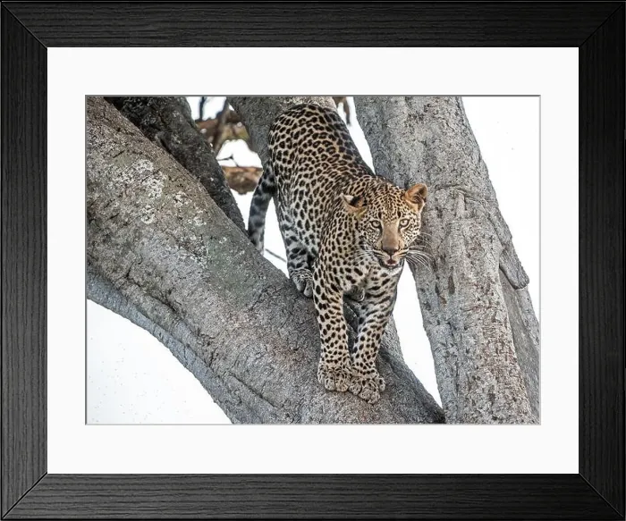 Framed Print : Leopard in tree Framed Print : Leopard in tree