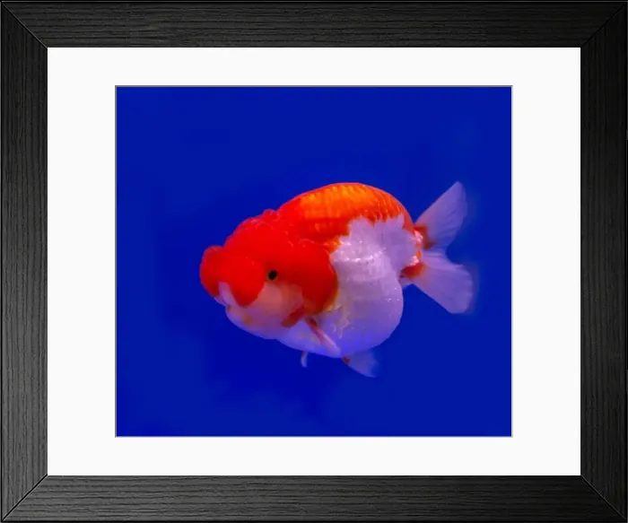 Framed Print : Lion head goldfish (Carassius auratus) on blue background Framed Print : Lion head goldfish (Carassius auratus) on blue background