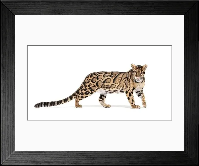 Framed Print : Profile of a Clouded leopard, Neofelis nebulosa, walking and looking at the camera, isolated on white Framed Print : Profile of a Clouded leopard, Neofelis nebulosa, walking and looking at the camera, isolated on white