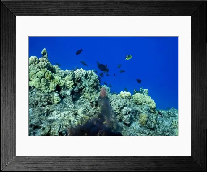 Framed Print : Day octopus, Octopus cyanea, squirting ink to escape predator. Hawaii Framed Print : Day octopus, Octopus cyanea, squirting ink to escape predator. Hawaii