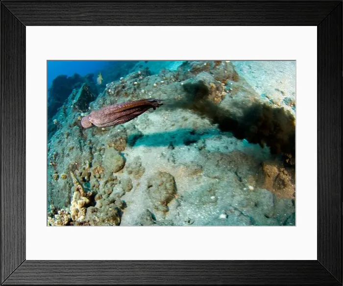 Framed Print : Day octopus, Octopus cyanea, squirting ink to escape a predator, Hawaii Framed Print : Day octopus, Octopus cyanea, squirting ink to escape a predator, Hawaii