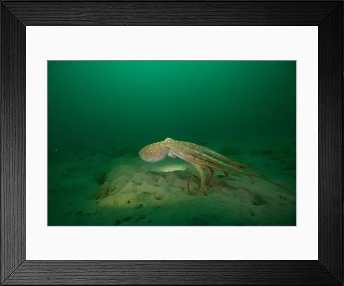 Framed Print : Mating life of Port Philip Bay Framed Print : Mating life of Port Philip Bay