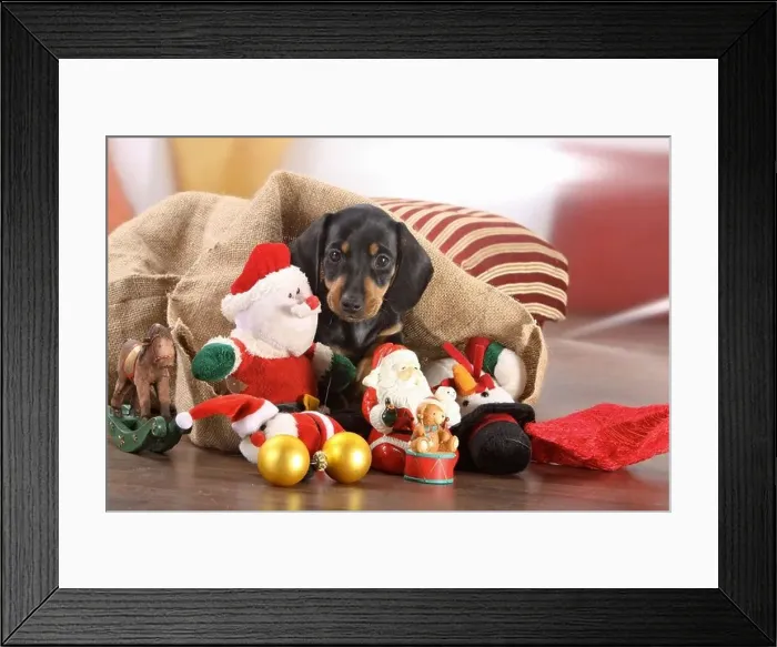 Framed Print : Short-haired Dachshund - puppy between christmas decoration Framed Print : Short-haired Dachshund - puppy between christmas decoration
