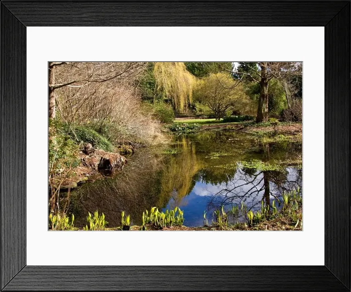 Framed Print : Reflections on a mall pond called Loch Machar at the Dundee Botanic Gardens, UK Framed Print : Reflections on a mall pond called Loch Machar at the Dundee Botanic Gardens, UK