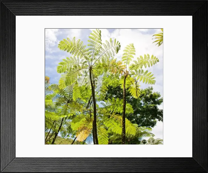 Framed Print : Tall Tree Ferns on the island of Dominica in the West Indies Framed Print : Tall Tree Ferns on the island of Dominica in the West Indies