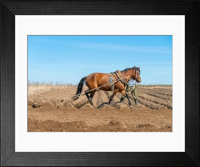 Framed Print : Man farmer with a horse harrowing a field on a sunny day. Concept of spring work in the field Framed Print : Man farmer with a horse harrowing a field on a sunny day. Concept of spring work in the field