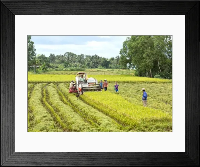 Framed Print : Operator maneuvering Kubota DC-60 rice harvester, Can Tho Province, Mekong Delta, Vietnam, Indochina Framed Print : Operator maneuvering Kubota DC-60 rice harvester, Can Tho Province, Mekong Delta, Vietnam, Indochina