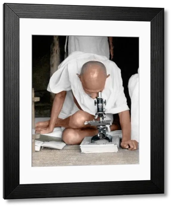 Framed Print : Mahatma gandhi observing leprosy germs, sevagram ashram, maharashtra, india, asia, 1940 Framed Print : Mahatma gandhi observing leprosy germs, sevagram ashram, maharashtra, india, asia, 1940