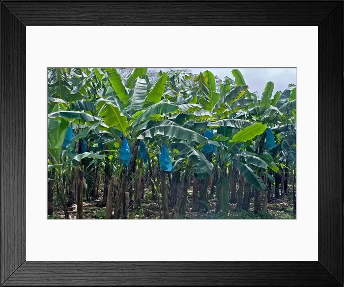 Framed Print : Banana trees in Costa Rica Framed Print : Banana trees in Costa Rica