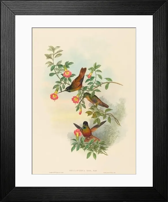 Framed Print : Helianthea eos (Golden Star-frontlet) Framed Print : Helianthea eos (Golden Star-frontlet)
