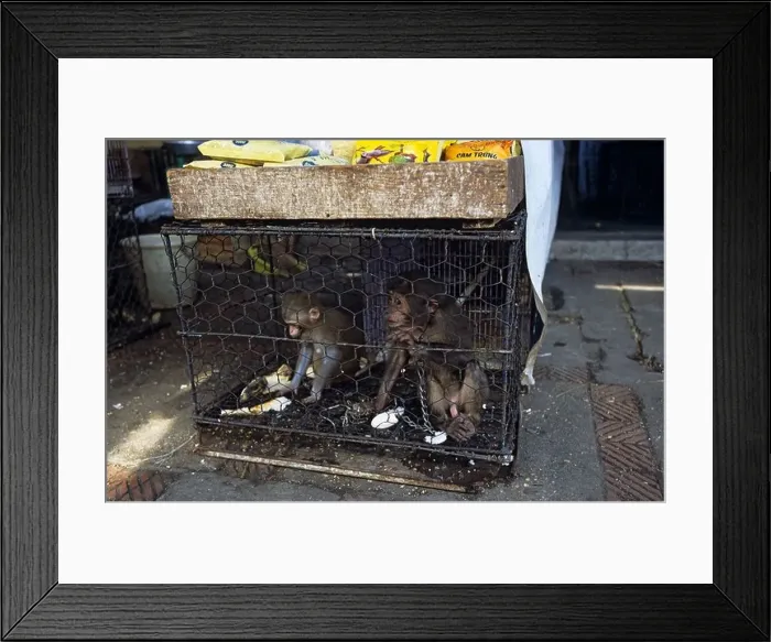 Framed Print : Young macaque monkeys for sale in market Hanoi Vietnam