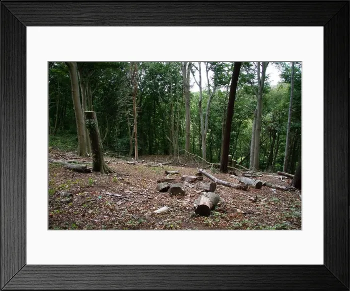 Framed Print : felled beech trees in the Ardey mountains near the city of Wetter Framed Print : felled beech trees in the Ardey mountains near the city of Wetter